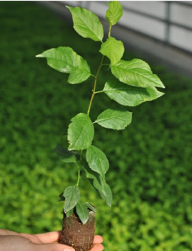 myrobalan erik anacı
